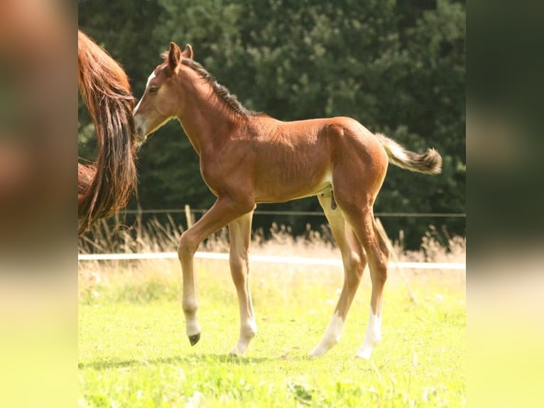 Mustang (canadian) Stallion 1 year 15,1 hh Brown in Maxsain