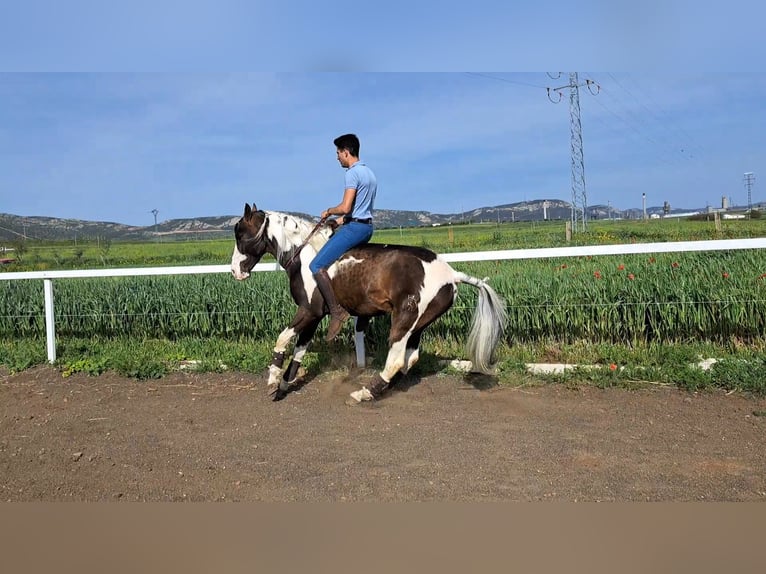 Mustang (canadian) Mix Stallion 7 years 15,2 hh Pinto in Puertollano