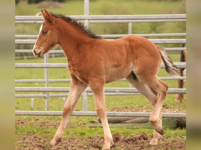 Mustang (canadian) Stallion Foal (03/2024) 15,1 hh Brown in Maxsaini
