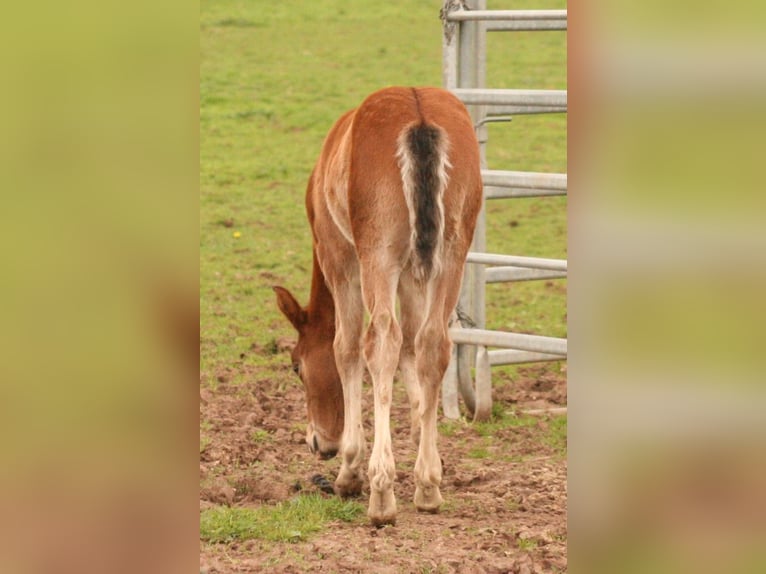 Mustang (canadian) Stallion Foal (03/2024) 15,1 hh Brown in Maxsaini
