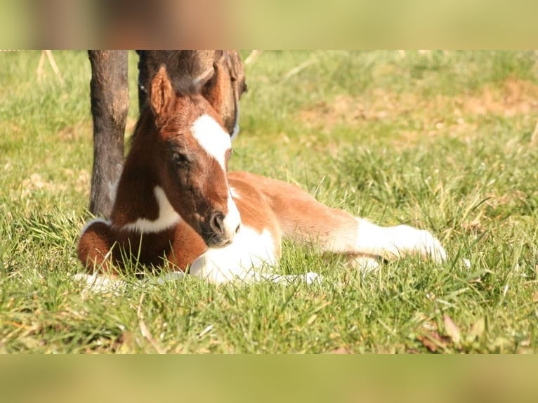 Mustang (canadian) Stallion Foal (03/2024) 15,1 hh Tobiano-all-colors in Maxsain