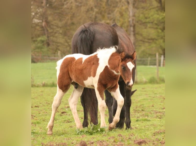 Mustang (canadian) Stallion Foal (03/2024) 15,1 hh Tobiano-all-colors in Maxsain