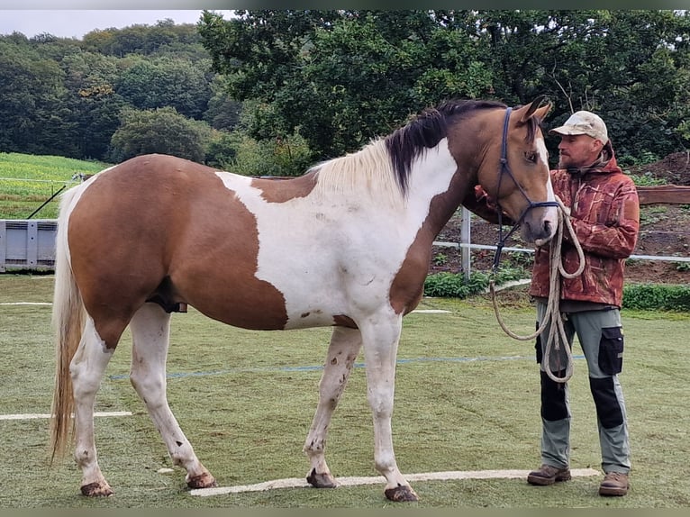 Mustang (canadian) Stallion Tobiano-all-colors in Zürbach