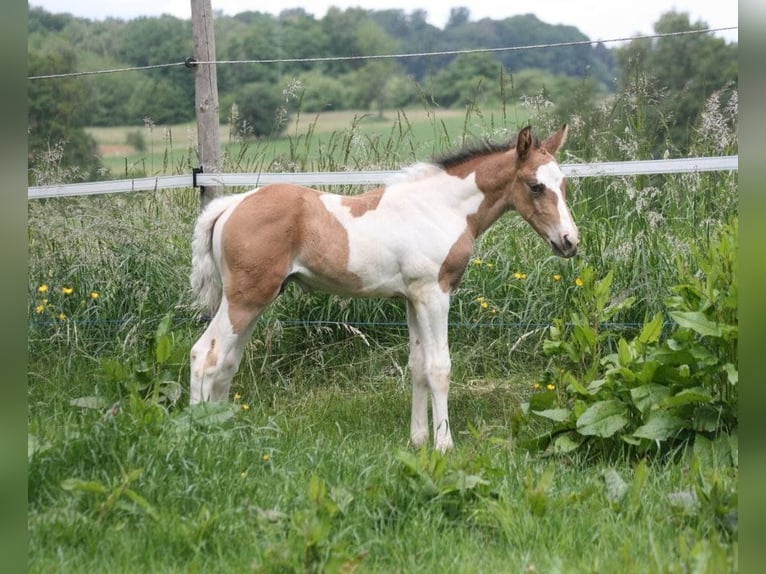 Mustang (canadian) Stallion Tobiano-all-colors in Zürbach