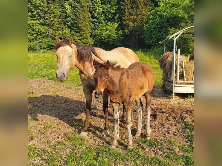 Mustang (canadien) Croisé Jument Poulain (02/2024) 150 cm Bai in Ötzingen