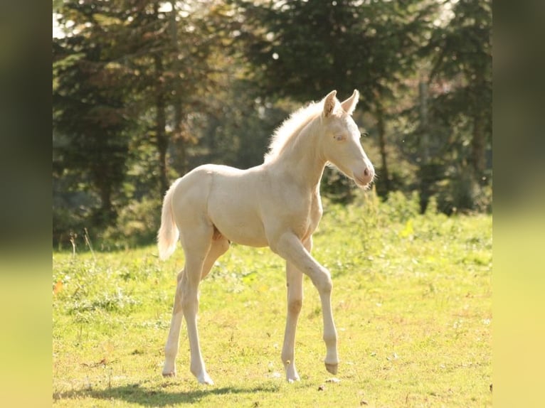 Mustang (kanadensisk) Hingst 1 år 150 cm Palomino in Maxsain