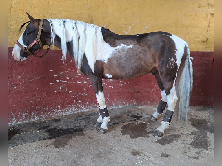 Mustang (kanadensisk) Blandning Hingst 7 år 158 cm Pinto in Puertollano