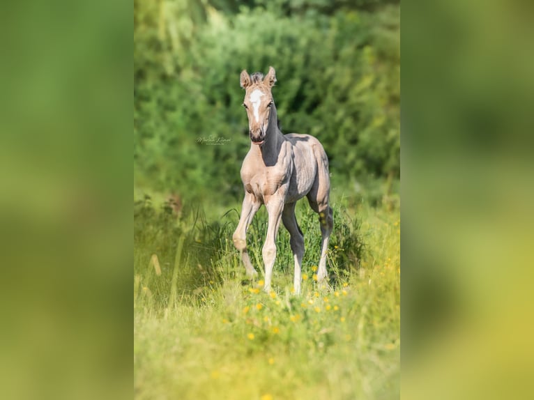 Mustang (kanadensisk) Hingst Gulbrun in Delligsen