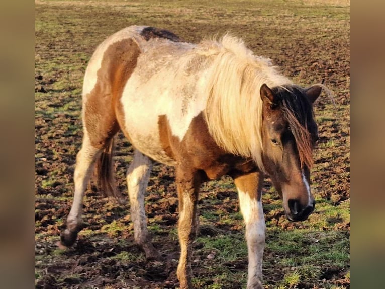 Mustang (kanadensisk) Sto 2 år 157 cm Tobiano-skäck-alla-färger in Maxsain