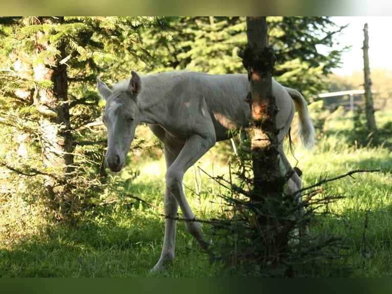 Mustang (kanadisch) Hengst 1 Jahr 150 cm Palomino in Maxsain