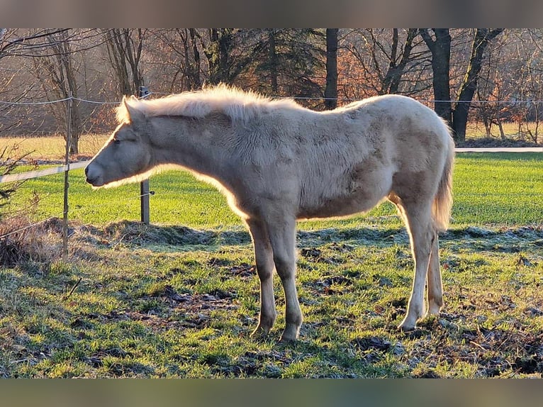 Mustang (kanadisch) Hengst 1 Jahr 150 cm Palomino in Maxsain