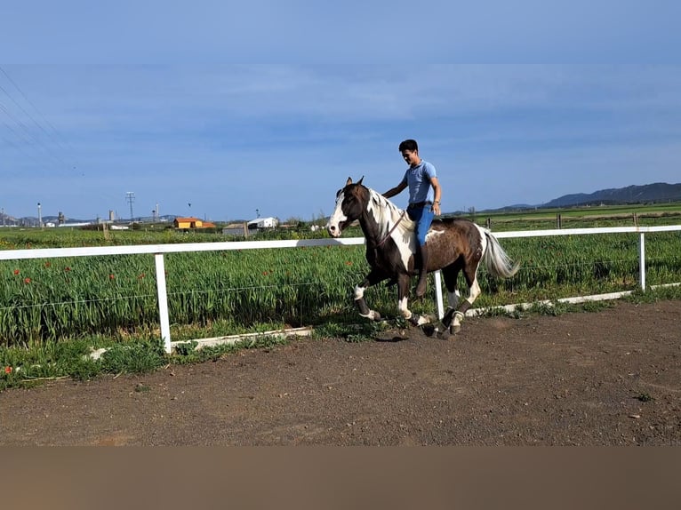 Mustang (kanadisch) Mix Hengst 7 Jahre 158 cm Schecke in Puertollano