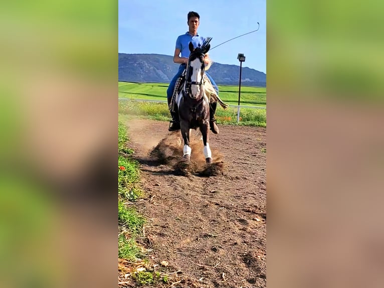 Mustang (kanadisch) Mix Hengst 7 Jahre 158 cm Schecke in Puertollano