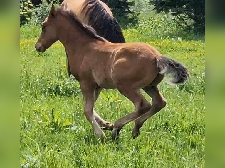 Mustang (kanadisch) Hengst Fohlen (03/2024) 156 cm Brauner in Maxsaini