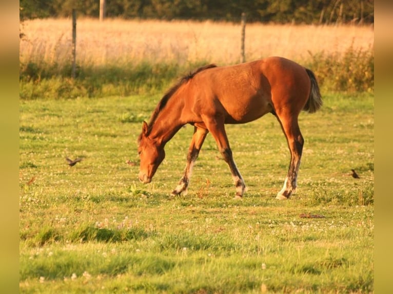 Mustang (kanadisch) Hengst Fohlen (03/2024) 156 cm Brauner in Maxsaini