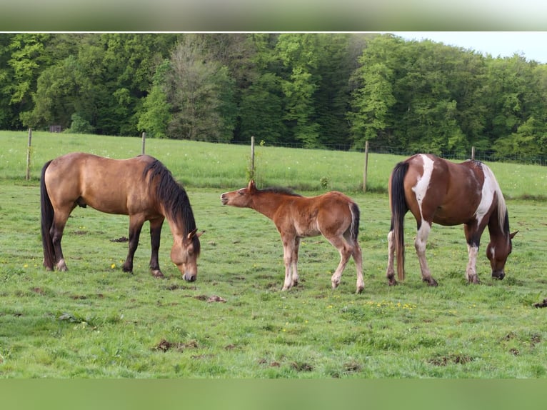 Mustang (kanadisch) Hengst Fohlen (03/2024) 156 cm Brauner in Maxsaini