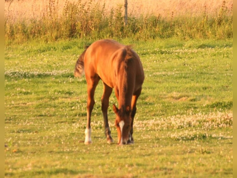 Mustang (kanadisch) Hengst Fohlen (03/2024) 156 cm Brauner in Maxsaini