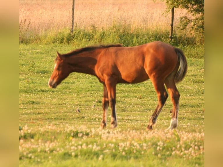 Mustang (kanadisch) Hengst Fohlen (03/2024) 156 cm Brauner in Maxsaini