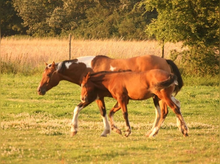 Mustang (kanadisch) Hengst Fohlen (03/2024) 156 cm Brauner in Maxsaini