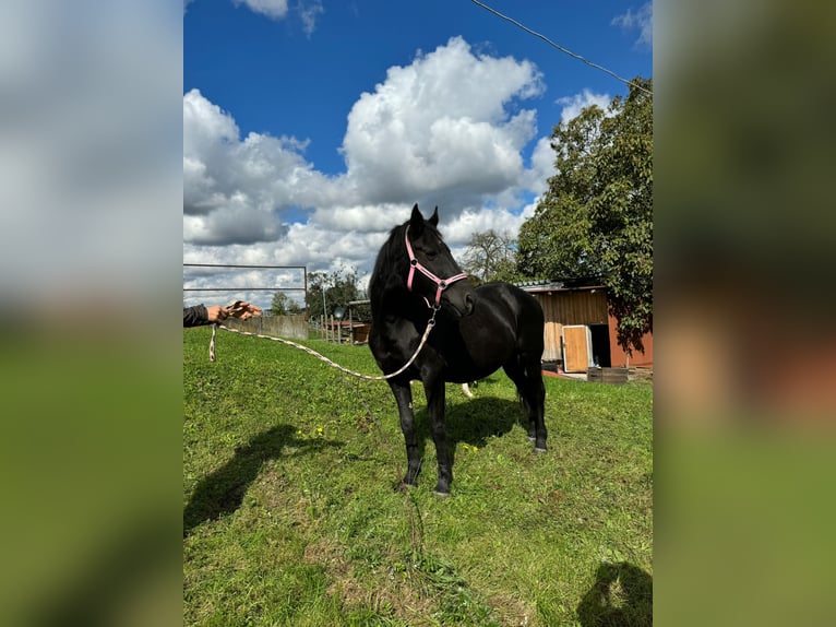 Mustang (kanadisch) Stute 1 Jahr 155 cm Schecke in Kupferzell