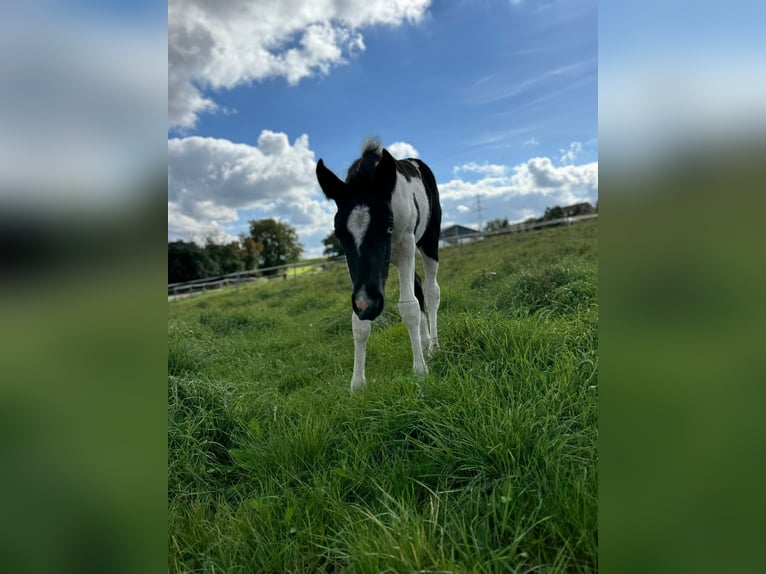 Mustang (kanadisch) Stute 1 Jahr 155 cm Schecke in Kupferzell