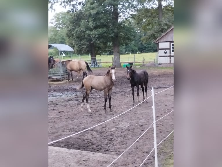 Mustang (kanadisch) Mix Wallach 1 Jahr 158 cm Buckskin in Menslage