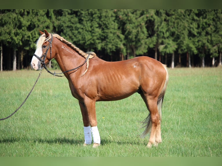 Mustang (american) Gelding 10 years 14.1 hh Chestnut-Red in Rot an der Rot