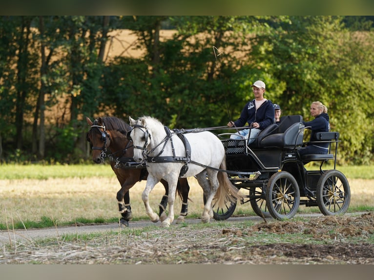 Mustang (american) Gelding 10 years 14.1 hh Grey in Heinzenbach