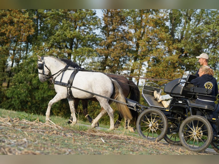 Mustang (american) Gelding 10 years 14.1 hh Grey in Heinzenbach