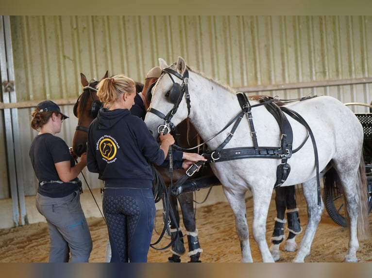 Mustang (american) Gelding 10 years 14.1 hh Grey in Heinzenbach