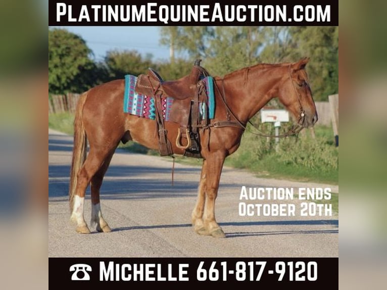 Mustang (american) Gelding 11 years 15,1 hh Sorrel in stephenville, TX