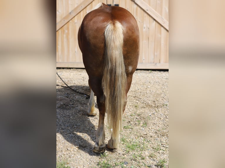 Mustang (american) Gelding 11 years 15 hh Sorrel in Bricelyn