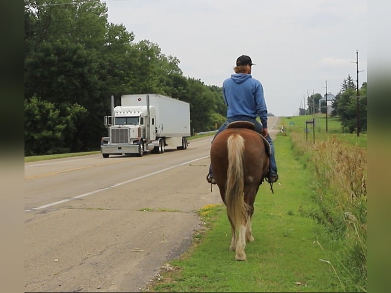 Mustang (american) Gelding 11 years 15 hh Sorrel in Bricelyn
