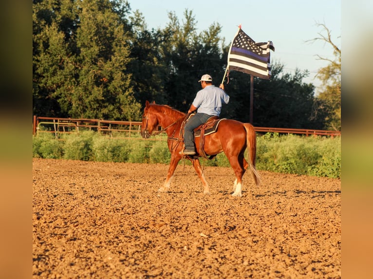 Mustang (american) Gelding 11 years 15,1 hh Sorrel in stephenville, TX