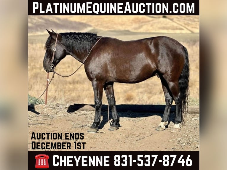 Mustang (american) Gelding 12 years 14,2 hh Black in Bitterwater CA