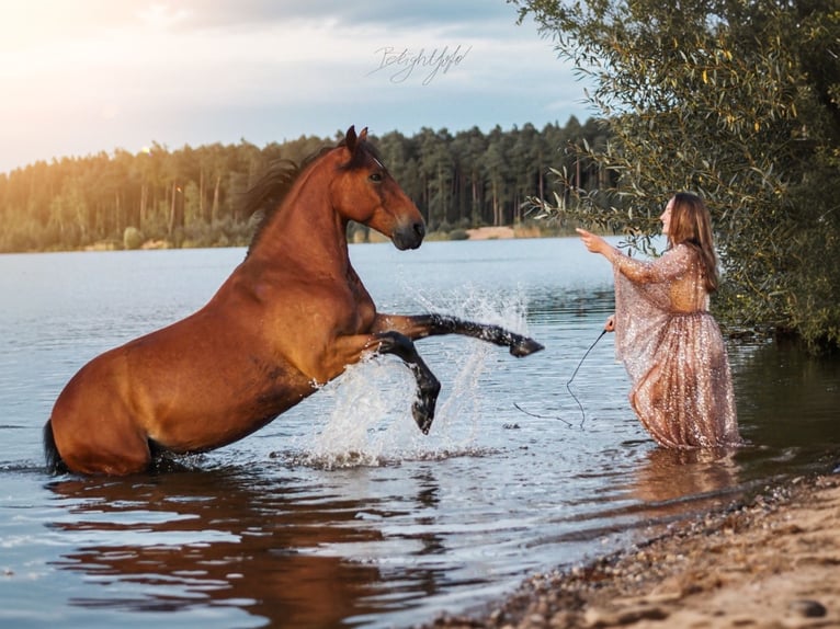 Mustang (american) Gelding 12 years 15 hh Brown in Issigau