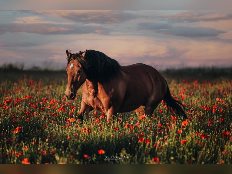 Mustang (american) Gelding 12 years 15 hh Brown in Issigau