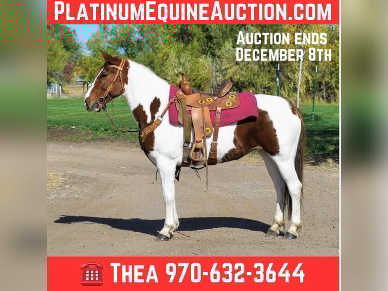 Mustang (american) Gelding 12 years 15 hh Chestnut in Fort Collins, CO