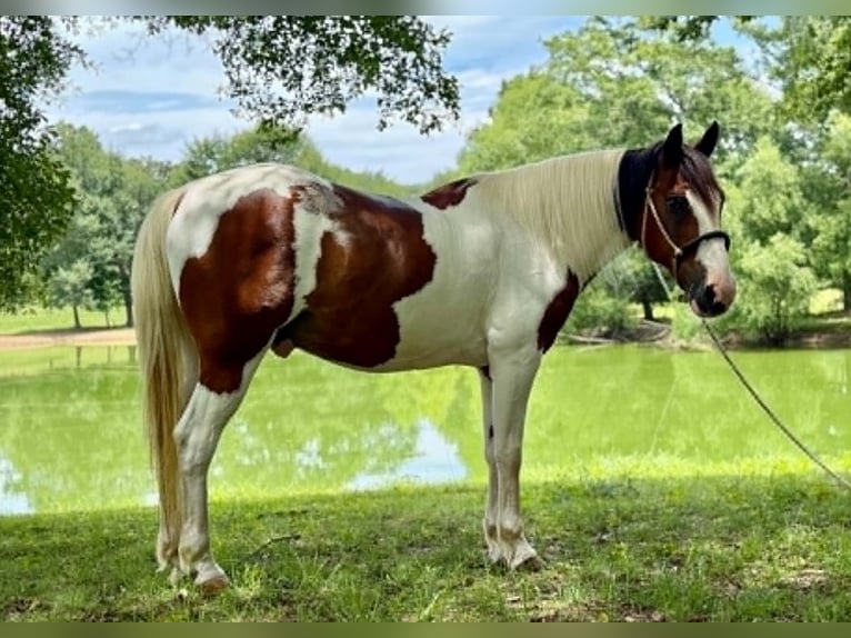 Mustang (american) Gelding 12 years 15 hh Tobiano-all-colors in Brierfield