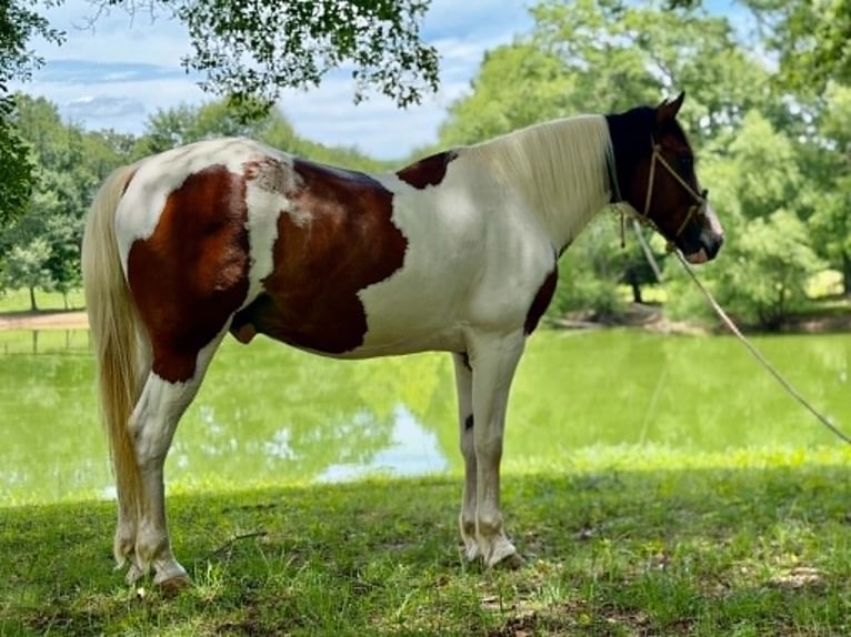 Mustang (american) Gelding 12 years 15 hh Tobiano-all-colors in Brierfield