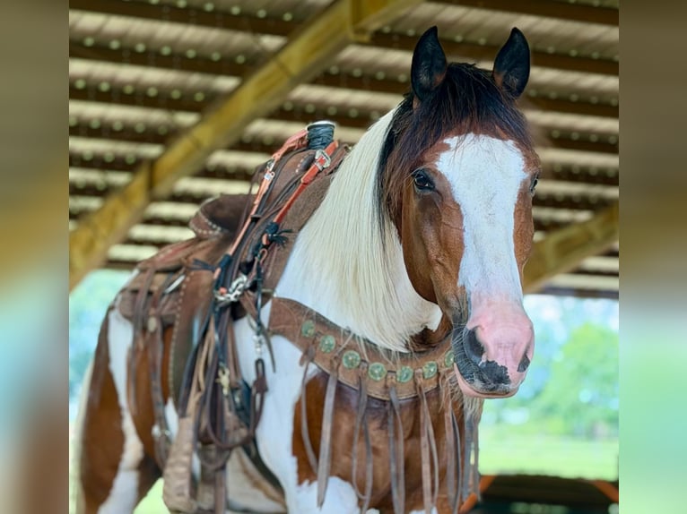Mustang (american) Gelding 12 years 15 hh Tobiano-all-colors in Brierfield