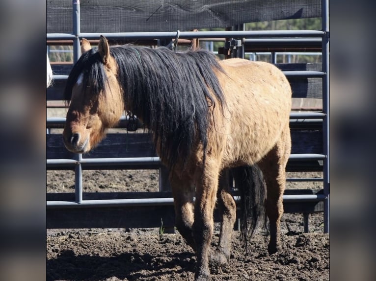 Mustang (american) Gelding 12 years  in Bensheim