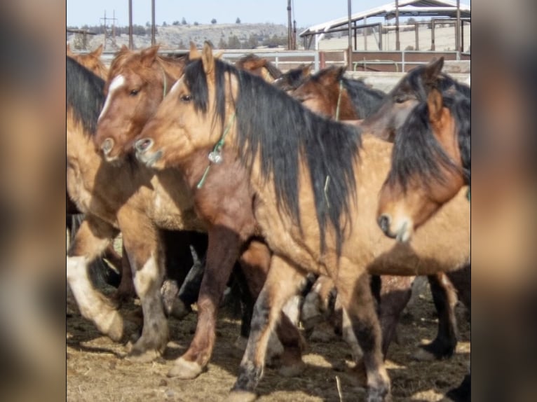 Mustang (american) Gelding 12 years  in Bensheim