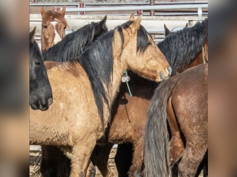 Mustang (american) Gelding 12 years  in Bensheim