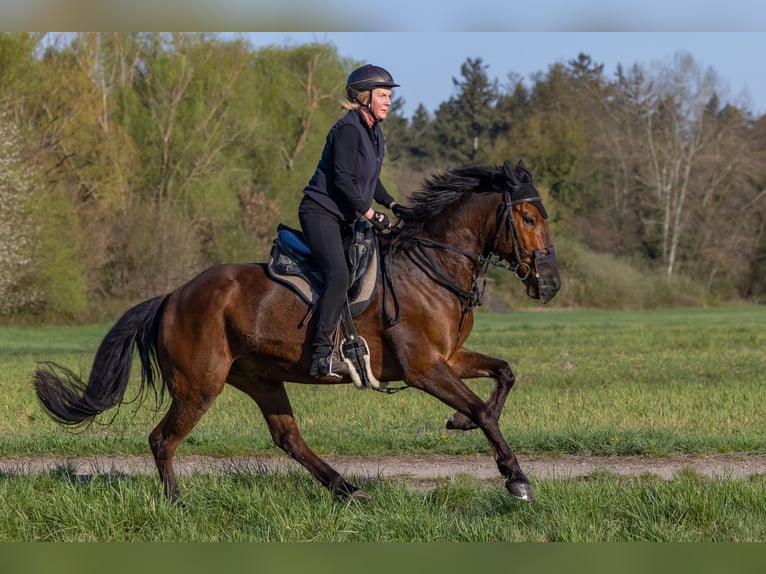 Mustang (american) Gelding 13 years 15,2 hh Brown in Neuried, Ortenaukreis