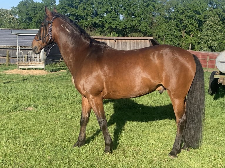 Mustang (american) Gelding 13 years 15,2 hh Brown in Neuried, Ortenaukreis