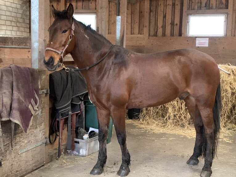 Mustang (american) Gelding 13 years 15,2 hh Brown in Neuried, Ortenaukreis