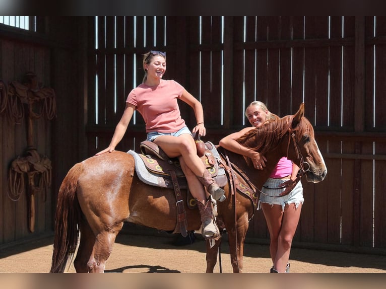 Mustang (american) Gelding 14 years 14 hh Sorrel in Fort Collins