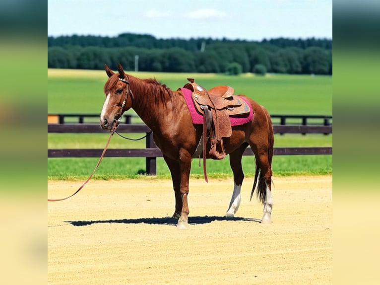 Mustang (american) Gelding 14 years 14 hh Sorrel in Fort Collins