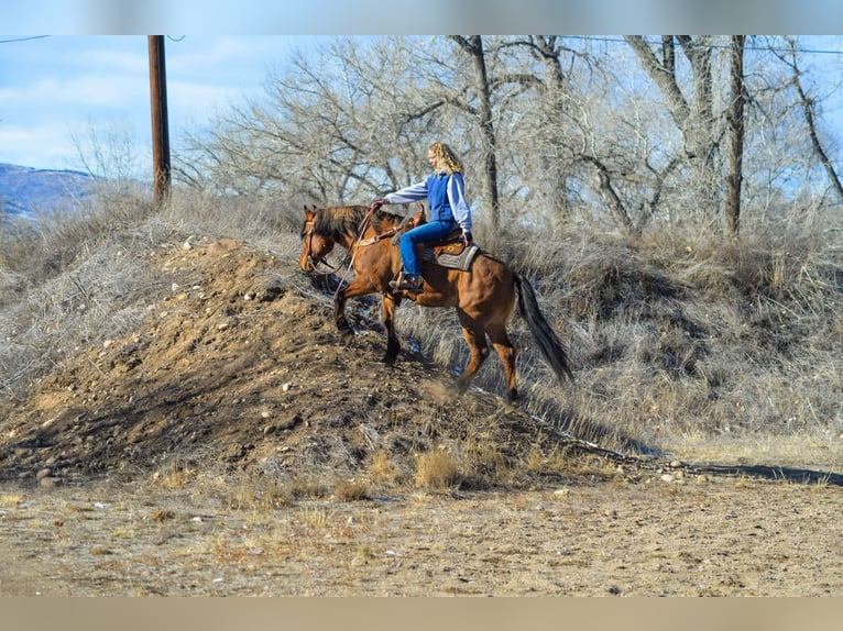 Mustang (american) Gelding 14 years 15,2 hh Dun in Fort Collins, CO